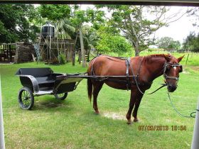 Belize horse with carriage – Best Places In The World To Retire – International Living